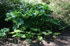 podophyllum pleinantha -11